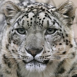 Snow leopard