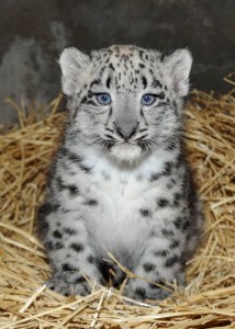 Snow Leopard cub