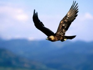 Golden Eagle