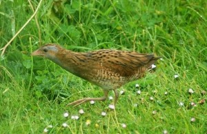 Corncrake