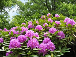 Rhododendron